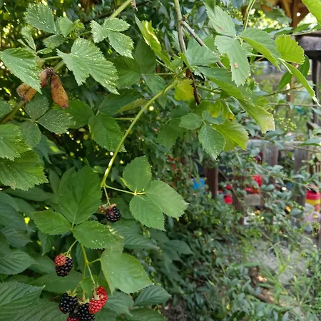 Ruhiges Und Familiaeres In Retzer Weinregion Διαμέρισμα Zellerndorf