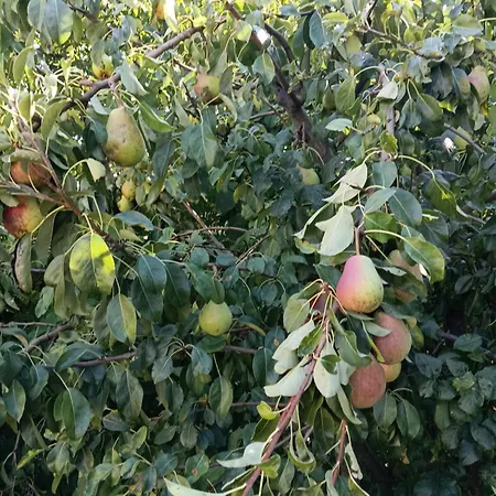 Διαμέρισμα Ruhiges Und Familiaeres In Retzer Weinregion *